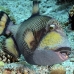 triggerfish_titan_ndo_h_0187_pal1006.jpg